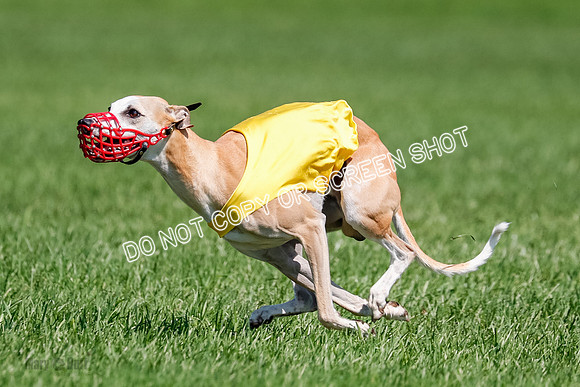 Whippet Final, Zed, Pearl-1821