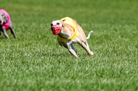 Whippet Final, Zed, Pearl-1808