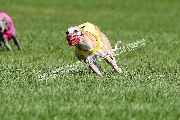 Whippet Final, Zed, Pearl-1808