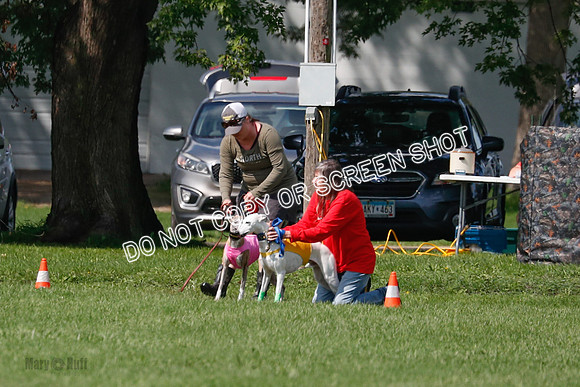 Whippet Prelim, Wyatt, Leni-1025
