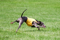 Whippet Prelim, Jed, Pearl-1018