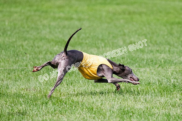 Whippet Prelim, Jed, Pearl-1018
