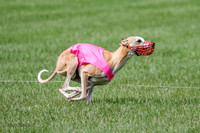 Whippet Prelim, Zed, Pearl-1004
