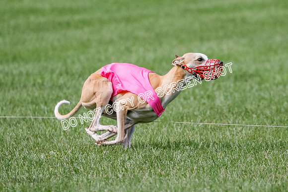 Whippet Prelim, Zed, Pearl-1004