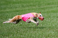 Whippet Prelim, Jed, Pearl-1002