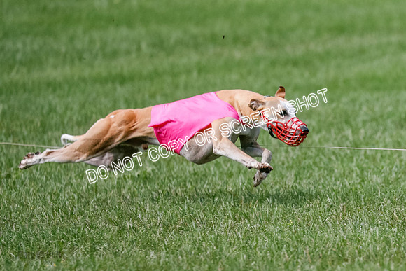 Whippet Prelim, Jed, Pearl-1002