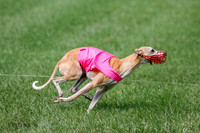 Whippet Prelim, Jed, Pearl-1012
