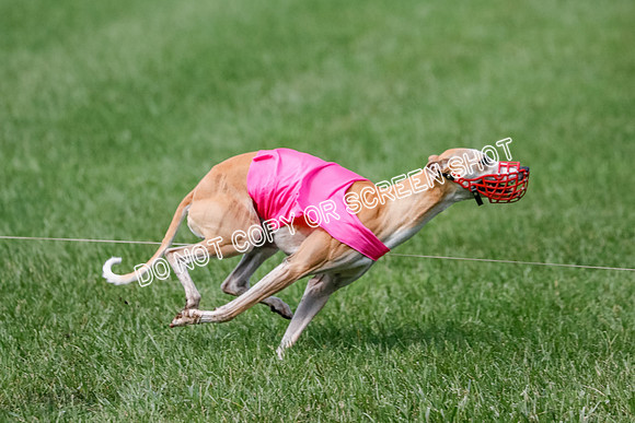 Whippet Prelim, Jed, Pearl-1012