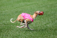 Whippet Prelim, Zed Pearl-1009