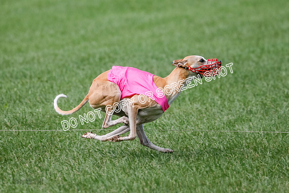Whippet Prelim, Zed Pearl-1009