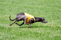 Whippet Prelim, Zed, Pearl-1017