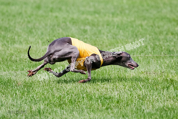 Whippet Prelim, Zed, Pearl-1017