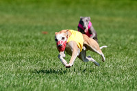 Whippet Final, Zed, Pearl-1811