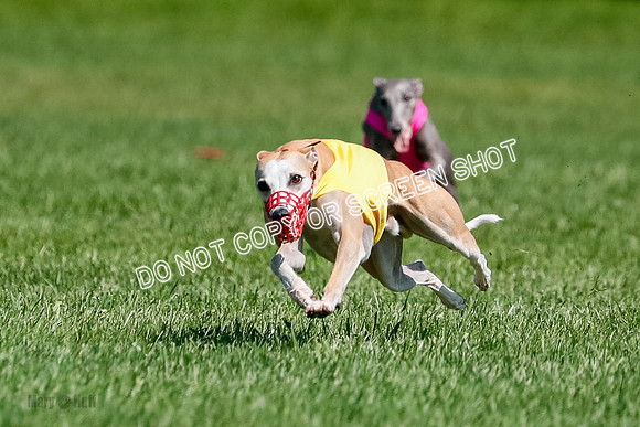 Whippet Final, Zed, Pearl-1811