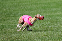 Whippet Prelim, Zed, Pearl-1000