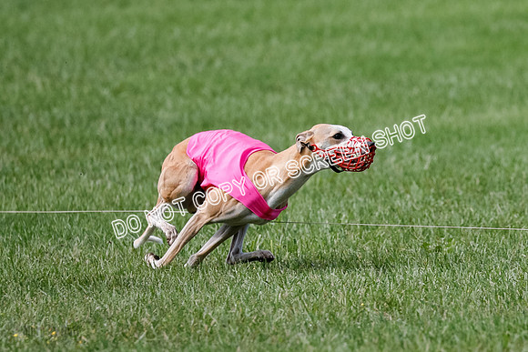 Whippet Prelim, Zed, Pearl-1000
