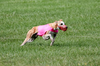 Whippet Prelim, Zed, Pearl-0998