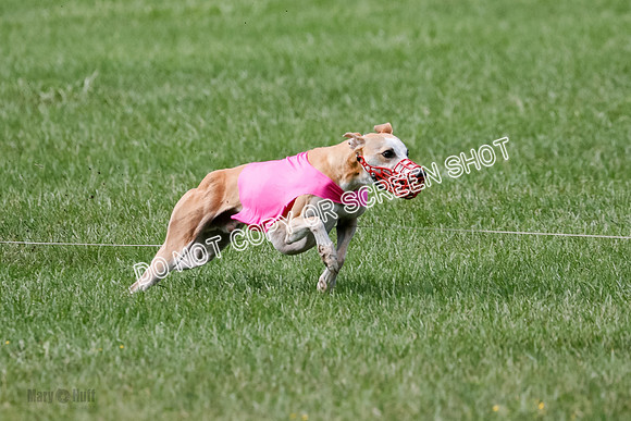 Whippet Prelim, Zed, Pearl-0998