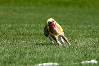 Whippet Final, Zed, Pearl-1804