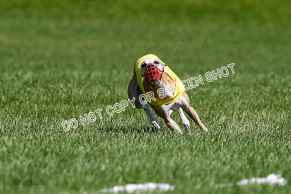 Whippet Final, Zed, Pearl-1804