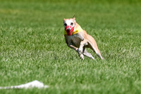 Whippet Final, Zed, Pearl-1806