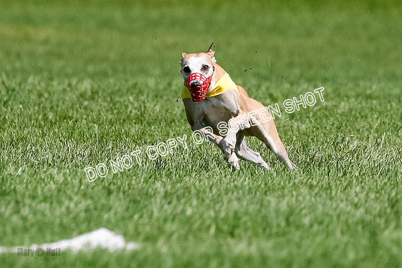 Whippet Final, Zed, Pearl-1806