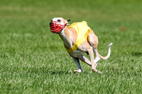 Whippet Final, Zed, Pearl-1813