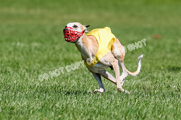 Whippet Final, Zed, Pearl-1813