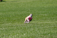 Whippet Prelim, Wyatt, Leni-1039