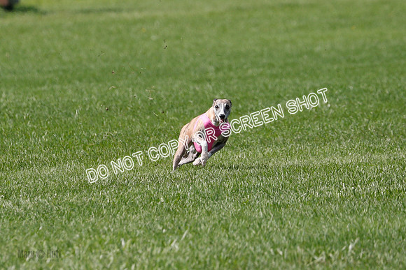 Whippet Prelim, Wyatt, Leni-1039