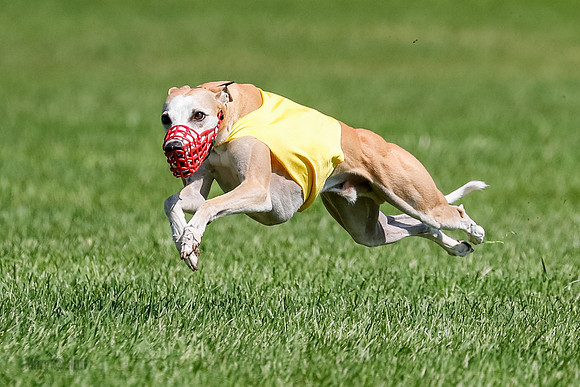 Whippet Final, Zed, Pearl-1815