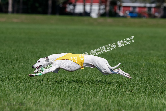 Whippet Final, Wyatt, Leni-1849