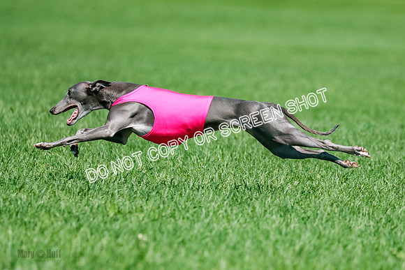 Whippet Final, Zed, Pearl-1829