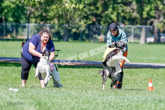 Borzoi Finals Raven, Lady-3798