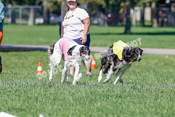 Borzoi Finals Raven, Lady-3808