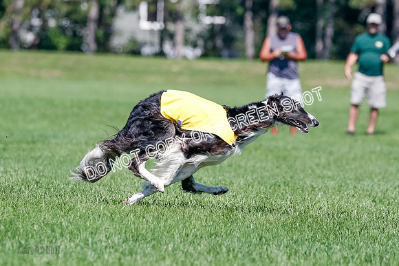 Borzoi Finals Raven, Lady-3821