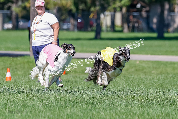 Borzoi Finals Raven, Lady-3809