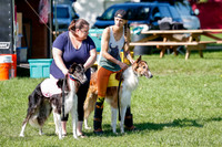 Borzoi Prelim Clifford, Raven -2627