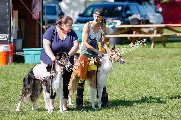 Borzoi Prelim Clifford, Raven -2627