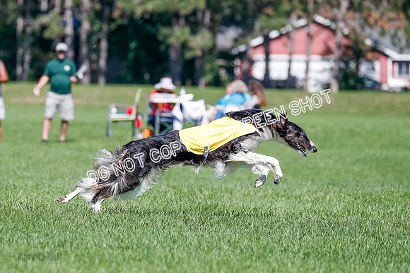 Borzoi Finals Raven, Lady-3823