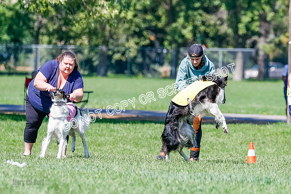 Borzoi Finals Raven, Lady-3799