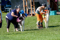 Borzoi Prelim Clifford, Raven -2637