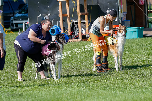 Borzoi Prelim Clifford, Raven -2637