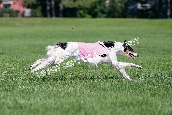 Borzoi Finals Raven, Lady-3827