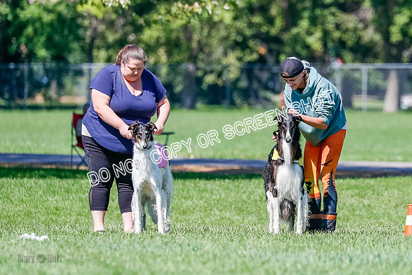 Borzoi Finals Raven, Lady-3789