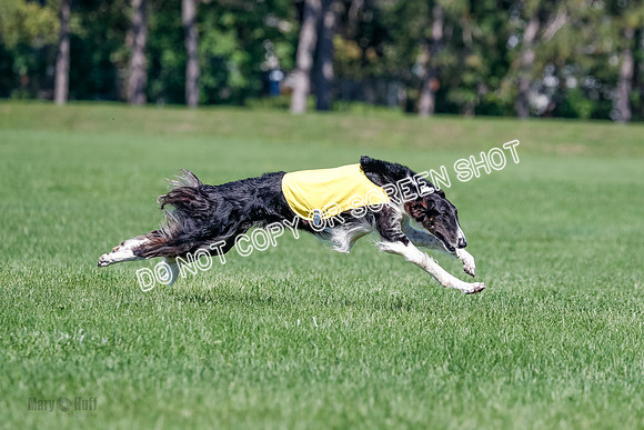 Borzoi Finals Raven, Lady-3819