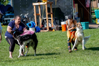 Borzoi Prelim Clifford, Raven -2645