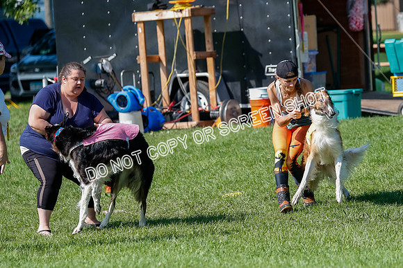 Borzoi Prelim Clifford, Raven -2645