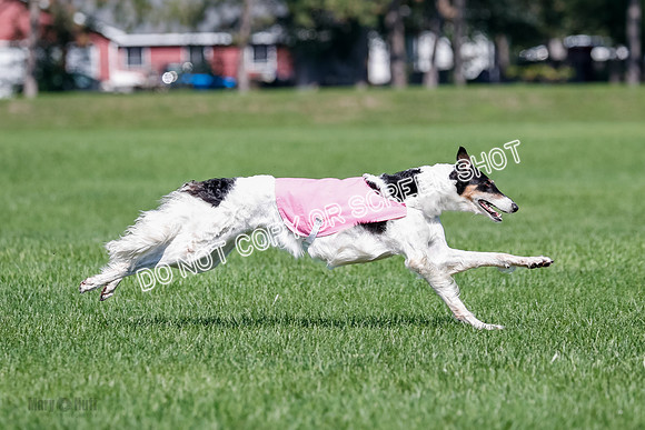 Borzoi Finals Raven, Lady-3825