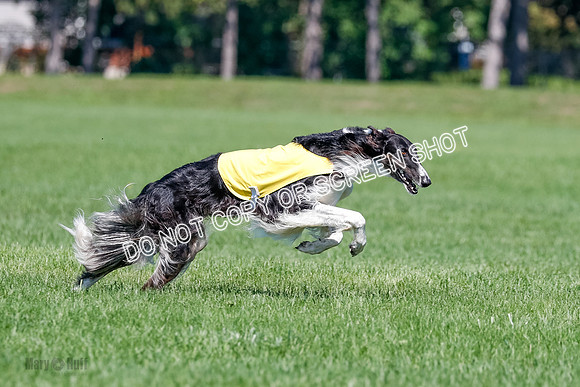 Borzoi Finals Raven, Lady-3818